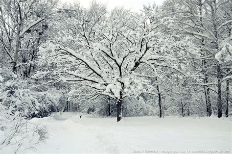 Snowy winter in one of the best European parks · Ukraine travel blog