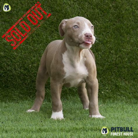 Our Red Nose Pitbull Puppy UKC - PITBULL TERRIER