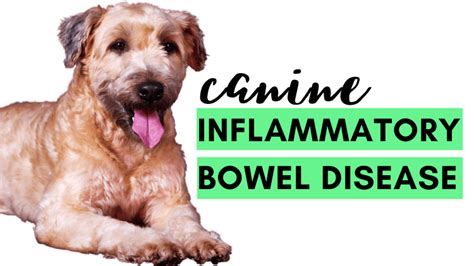 Inflammatory Bowel Disease or IBD in Dogs - THE CANINE HEALTH NUT