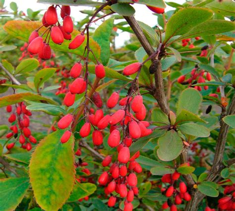 Как Выглядит Барбарис Фото – Telegraph