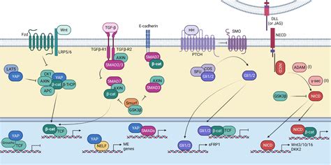 Frontiers Epigenetic Regulation of the Wnt β Catenin Signaling