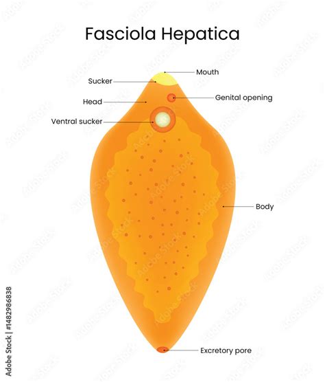 diagram  fasciola hepatica liver fluke stock vector adobe stock