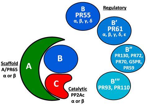 Genes Free Full Text Protein Phosphatase 2a In The Regulation Of Wnt Signaling Stem Cells