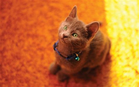 Exploring Hypoallergenic Claims: Are Russian Blue Cats Truly ...