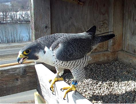 Falcons Return To Elk River Nest Great River Energy