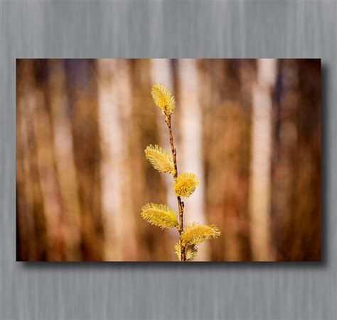 Pussy Willow In Northwoods Photograph Wisconsin Nature Photography