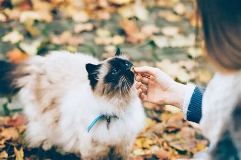 Alerjen Azaltan Kedi Mamas Kediler In Deal Z M Petibom