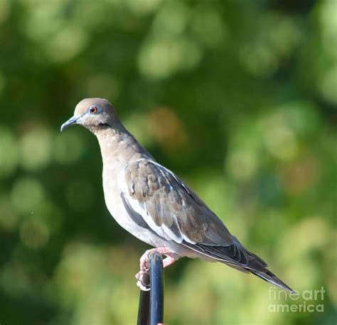 Female White Wing Dove Photograph By Ruth Housley