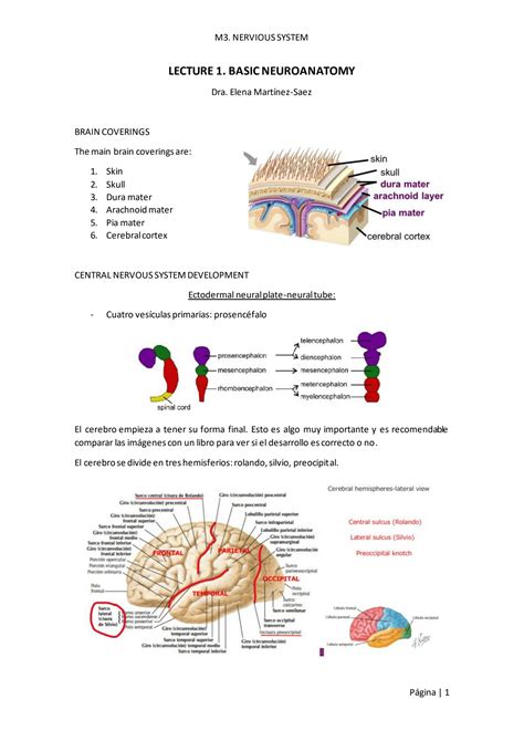 SOLUTION Brain Neuroanatomy I Elena Martinez Md Phd 2 Studypool