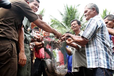 BANTUAN IKAN LELE BINTER TNI ANTARA Foto