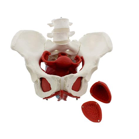 Buy UIGJIOG 3D Female Pelvic Floor Model Pelvic Model 6Pc Life Size Pelvis Anatomical Model ...