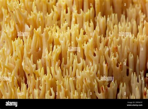 Upright Coral Fungus Ramaria Stricta Hi Res Stock Photography And