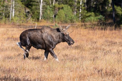 Uteslöts ur älgförvaltningsgrupp skogsbolag JO anmäler länsstyrelse