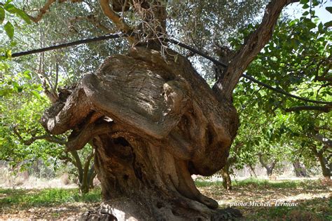 UN ALTRO ULIVO MILLENARIO A SCIACCA E DELLA VARIETA CERASUOLA