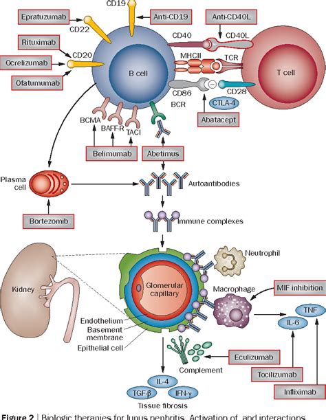 PDF Induction Treatment For Severe Lupus Nephritis Study Participants