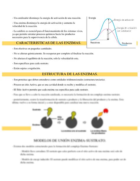 Solution Enzimas Studypool