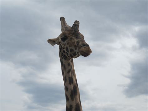 Fussion: My giraffe neck.