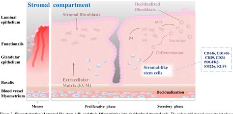 Figure 3 From Endometrial Stem Cells Orchestrating Dynamic