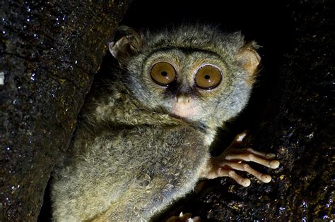 Spectral Tarsier | Chris Hill Wildlife Photography