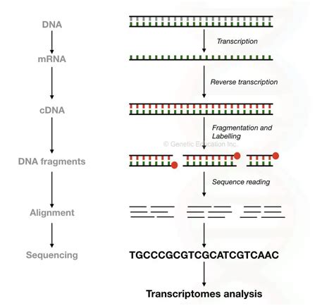 Rna Sequencing Principle Steps Methods And Applications