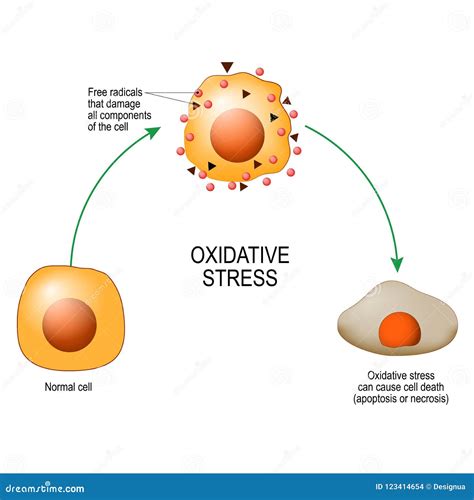 Oxidative Stress Vector Diagram For Your Design Educational Science