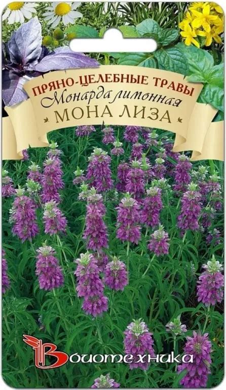Монарда лимонная Мона Лиза - описание и характеристики, фото, отзывы