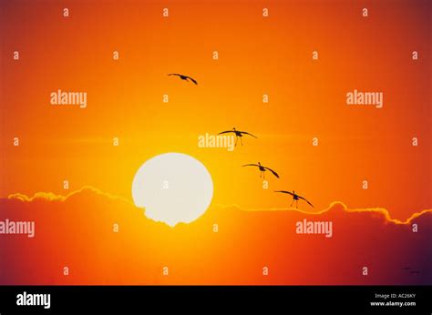 Ducks flying into sunset Stock Photo - Alamy