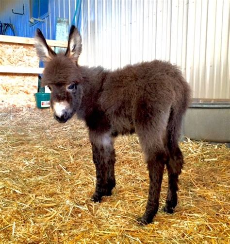 Introducing Our Baby Miniature Donkey Stella Born