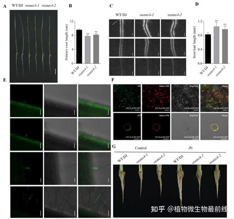 浙江大学生科院齐艳华中国水稻所钱前课题组揭示osaux4调控水稻根系发育的新机制 知乎