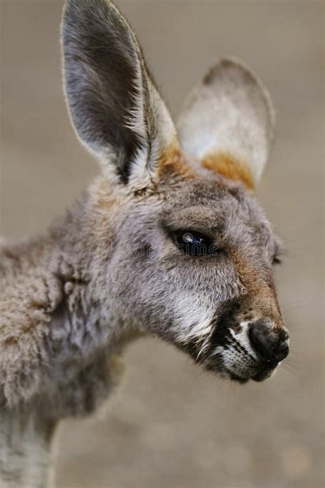 Red Kangaroo Baby stock image. Image of female, native - 38428805