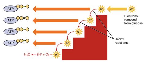 Cellular Respiration Formula Explained