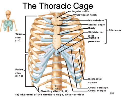 Muscles Of Respiration Flashcards Quizlet