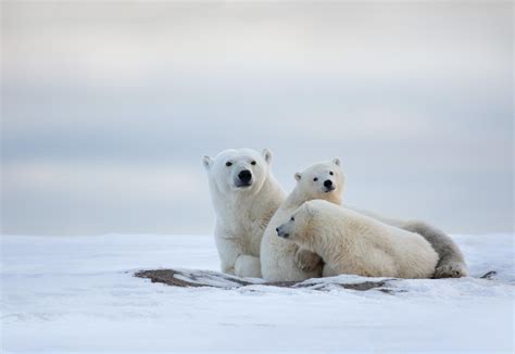 41 Adorable Animal Family Portraits That Will Steal Your Heart - 500px