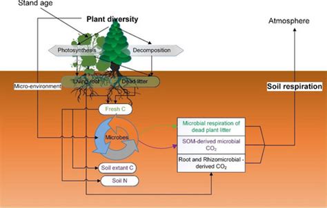 Plant Diversity Loss Reduces Soil Respiration Across Terrestrial