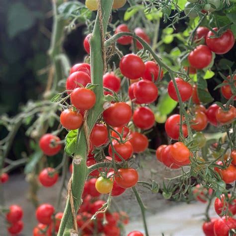 Graines Tomate Cerise Miel Du Mexique Bio Ferme De Sainte Marthe