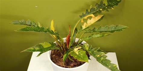 Philodendron Ring Of Fire Growth And Care Gfl Outdoors