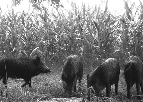 Top 10 States with the Largest Wild Pig Populations | Pork Business