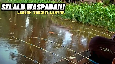 PARAH MANCING SEHABIS HUJAN TARIKAN UDANG GALAH DI SUNGAI INI GANAS