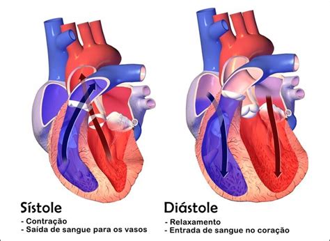 Sistole E Diastole Do Coração - Diferenças entre sístole e diástole: os estágios do ciclo cardíaco ...