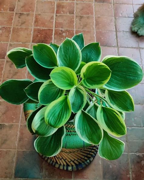 How To Cultivate Captivating Hostas Indoors A Guide To Lush Foliage