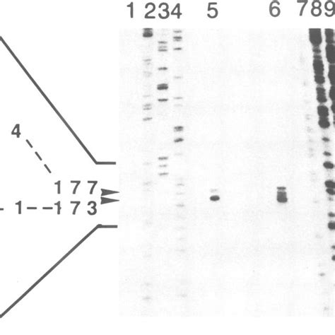 Transcription Start Mapping The Single Stranded Probe Synthesized For