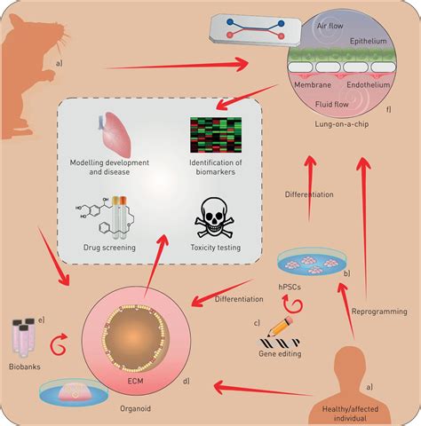 Use Of Three Dimensional Organoids And Lung On A Chip Methods To Study