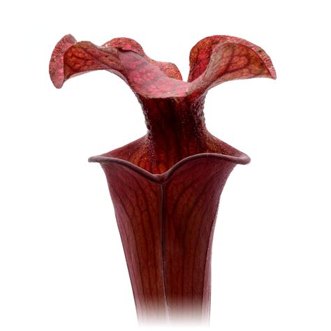 Sarracenia Flava Var Atropurpurea F D Msr X Moorei All Red Giant