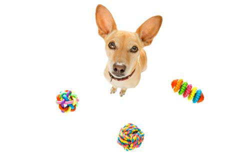 Dog With Pet Toys Fitness, Exercise, White, Funny PNG Transparent Image ...