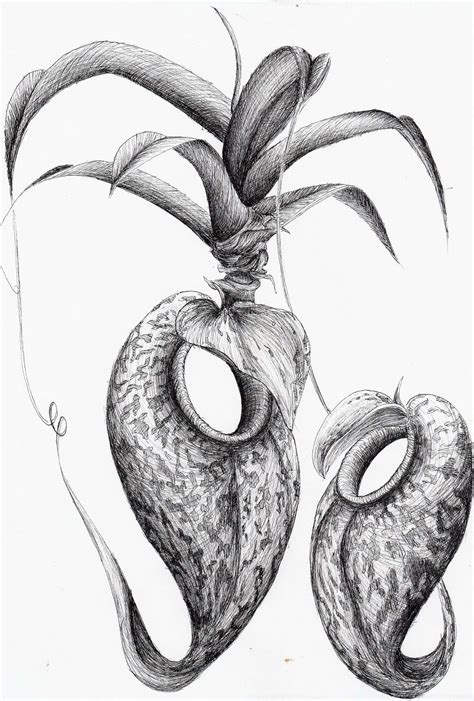 Nepenthes Aristolochioides Illustration Carnivorous Plant Resource