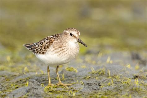 Least Sandpiper — Eastside Audubon Society