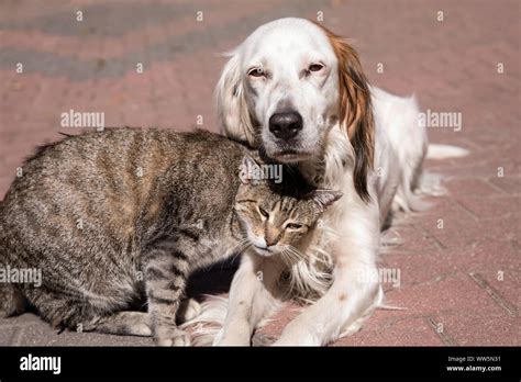 dog and cat playing together Stock Photo - Alamy