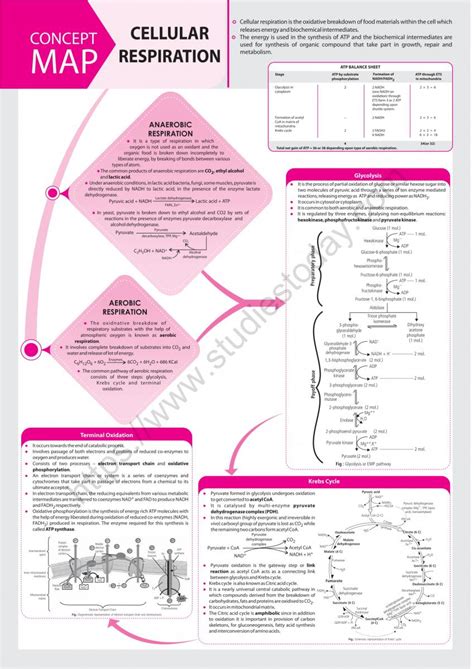 Neet Biology Cellular Respiration Concept Map