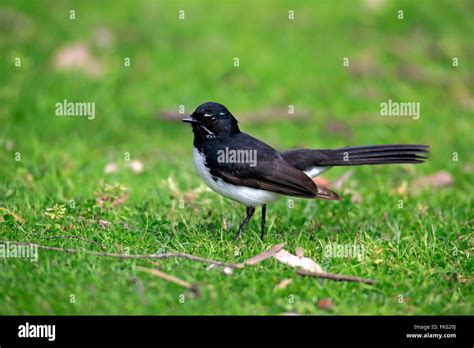 Satin Flycatchers Hi Res Stock Photography And Images Alamy