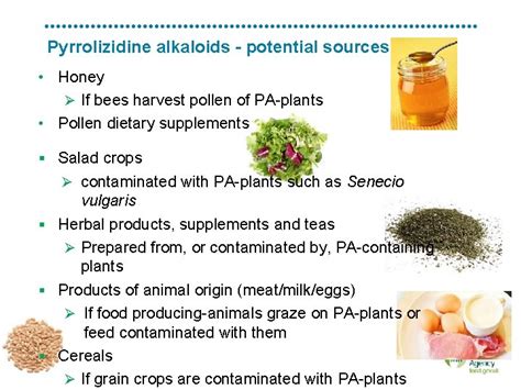 Pyrrolizidine Title Of The Presentation Alkaloids In Teas